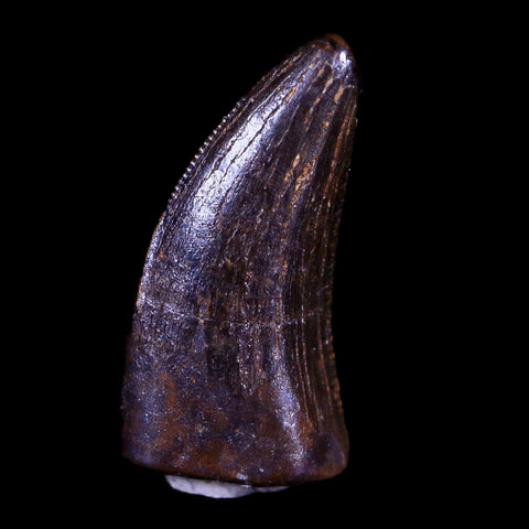 0.5" Nanotyrannus Tyrannosaurus Fossil Tooth Dinosaur Hell Creek MT COA Display - Fossil Age Minerals
