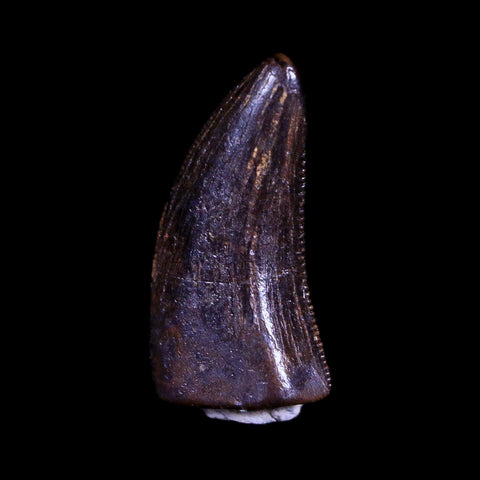 0.5" Nanotyrannus Tyrannosaurus Fossil Tooth Dinosaur Hell Creek MT COA Display - Fossil Age Minerals
