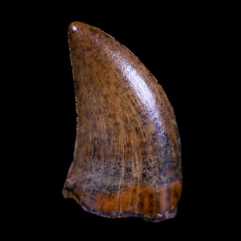 0.8" Nanotyrannus Tyrannosaurus Fossil Tooth Dinosaur Hell Creek MT COA Display - Fossil Age Minerals