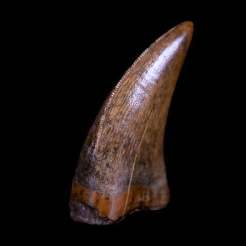 0.8" Nanotyrannus Tyrannosaurus Fossil Tooth Dinosaur Hell Creek MT COA Display - Fossil Age Minerals