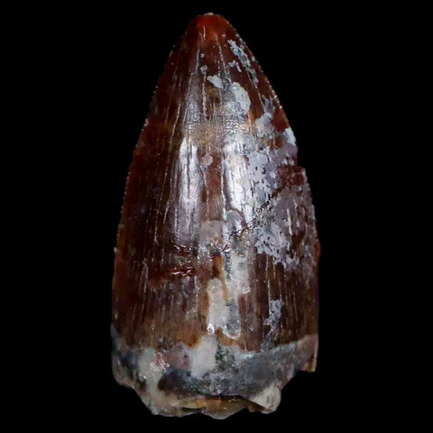 0.9" Phytosaur Fossil Tooth Triassic Age Archosaur Redonda FM NM COA Display - Fossil Age Minerals