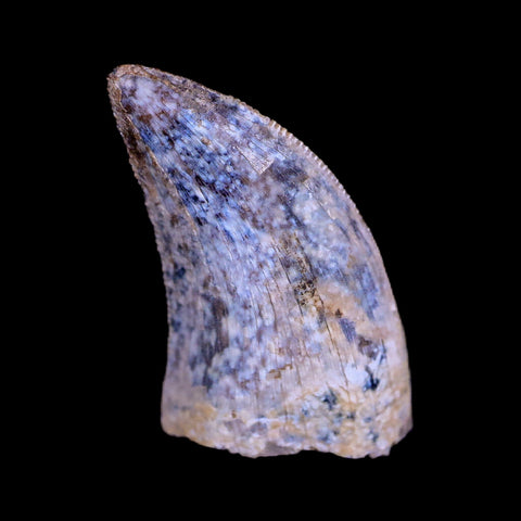 0.6" Nanotyrannus Tyrannosaurus Fossil Tooth Dinosaur Hell Creek MT COA Display - Fossil Age Minerals