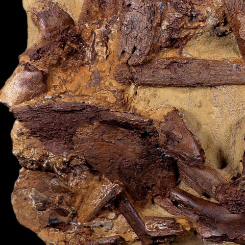 10" Edmontosaurus Fossils in Situ, Teeth, Jaw, Vertebrae, Tendon, More Lance Creek WY - Fossil Age Minerals