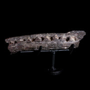 7.7" Phytosaur Fossil Jaw Bone Late Triassic Age Archosaur Chinle FM  AZ COA Stand