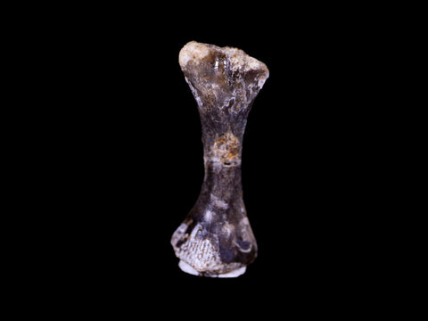Captorhinus Aguti Fossil Femur Bone Permian Age Reptile 299 Mil Yrs Old Display COA - Fossil Age Minerals