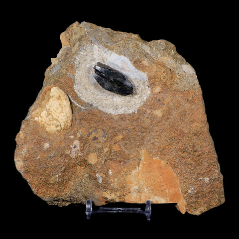 XL 1.2" Hypacrosaurus Dinosaur Fossil Tooth In Matrix Two Medicine FM MT COA - Fossil Age Minerals