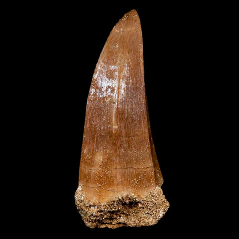XL 2.1" Mosasaur Hoffmanni Fossil Tooth Cretaceous Dinosaur Era COA & Stand - Fossil Age Minerals