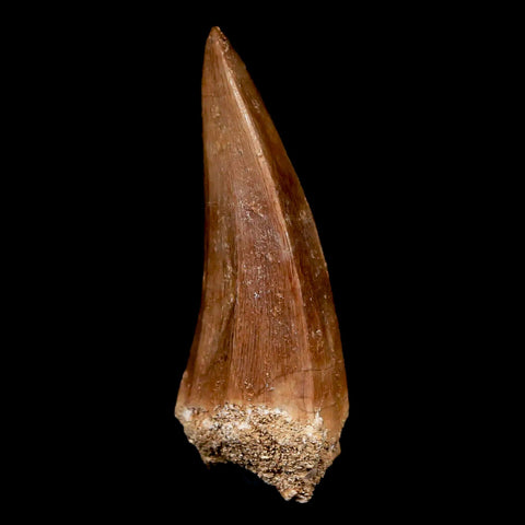 XL 2.1" Mosasaur Hoffmanni Fossil Tooth Cretaceous Dinosaur Era COA & Stand - Fossil Age Minerals
