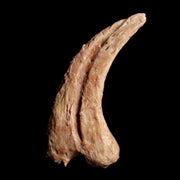 0.6" Anzu Wyliei Raptor Dinosaur Fossil Claw Bone Hell Creek FM SD Display