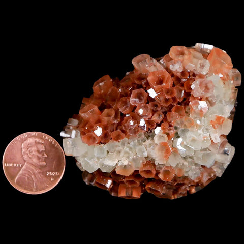2.3" Aragonite Mineral Two Tone Crystal Cluster Specimen Tazouta Morocco - Fossil Age Minerals