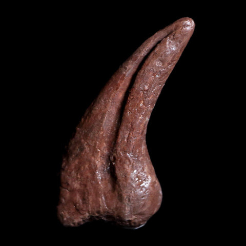 0.8" Dromaeosaur Raptor Fossil Claw Judith River Formation Montana COA & Display - Fossil Age Minerals