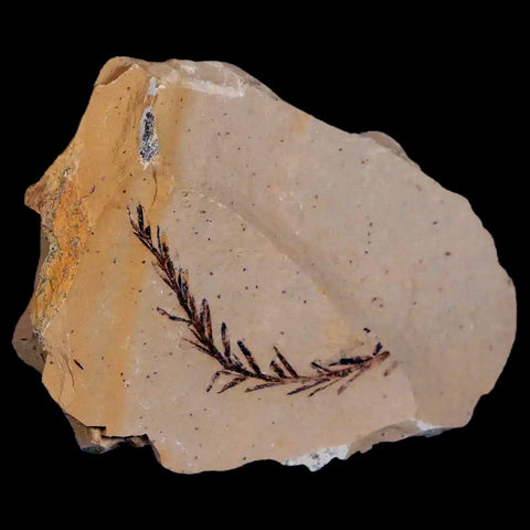 1.4" Detailed Fossil Plant Leafs Metasequoia Dawn Redwood Oligocene Age MT COA - Fossil Age Minerals
