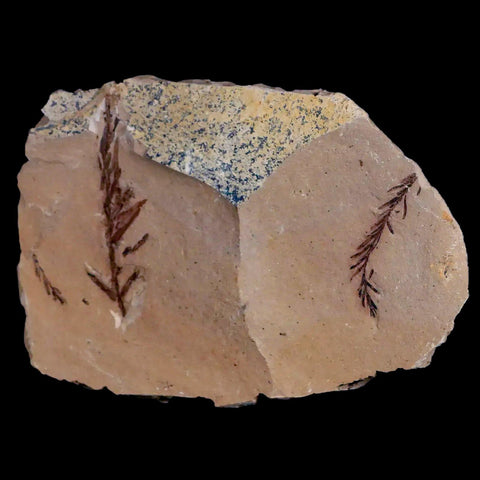 2" Detailed Fossil Plant Leafs Metasequoia Dawn Redwood Oligocene Age MT COA - Fossil Age Minerals