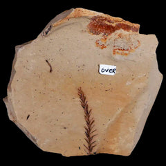 Metasequoia Plant Fossils