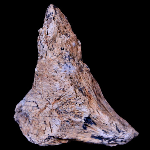 1.7" Corythosaurus Fossil Bone Judith River FM MT Cretaceous Dinosaur COA - Fossil Age Minerals