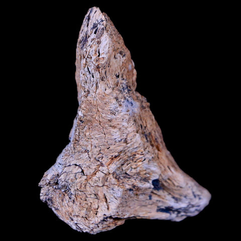1.7" Corythosaurus Fossil Bone Judith River FM MT Cretaceous Dinosaur COA - Fossil Age Minerals