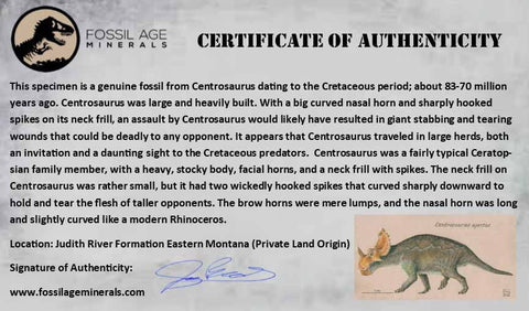 3.2" Centrosaurus Fossil Bone Judith River FM Cretaceous Dinosaur Montana COA - Fossil Age Minerals