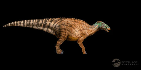 4.3 Edmontosaurus Fossil Rib Bone Hell Creek FM Cretaceous Dinosaur MT COA Stand - Fossil Age Minerals