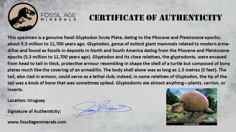 2.1" Glyptodon Fossil Osteoderm Scute Plate Bony Armor Pliocene Age Uruguay COA - Fossil Age Minerals