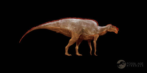 1.5" Rare Hadrosaurus Dinosaur Bite Mark Tendon Fossil Lance Creek FM Cretaceous WY - Fossil Age Minerals