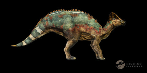 4.2" Hypacrosaurus Dinosaur Fossil Vertebrae Two Medicine FM Montana COA, Stand - Fossil Age Minerals