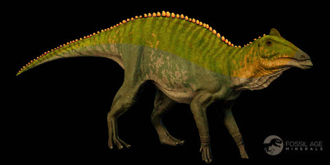3.5" Maiasaura Hadrosaur Dinosaur Limb Bone Fossil Two Medicine FM Montana COA - Fossil Age Minerals
