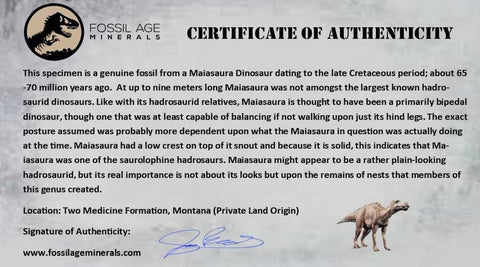 3" Maiasaura Hadrosaur Dinosaur Radius Bone Fossil Two Medicine FM MT COA - Fossil Age Minerals