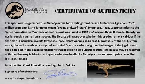 0.7" Nanotyrannus Tyrannosaurus Fossil Tooth Dinosaur Hell Creek SD COA Display - Fossil Age Minerals