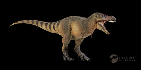 1.1" Nanotyrannus Tyrannosaurus Fossil Tooth Dinosaur Lance Creek FM WY COA - Fossil Age Minerals