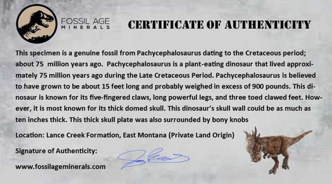 1.2" Pachycephalosaurus Fossil Skull Knobs Lance Creek Cretaceous Dinosaur WY COA - Fossil Age Minerals