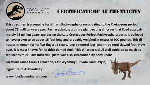 2.4" Pachycephalosaurus Dinosaur Fossil Vertebrae Bone Lance Creek WY COA Stand - Fossil Age Minerals
