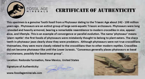0.5" Phytosaur Fossil Tooth Triassic Age Archosaur Redonda FM NM COA & Display - Fossil Age Minerals