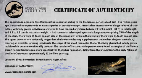 1.9" Sarcosuchus Imperator Crocodile Fossil Tooth Elrhaz FM Cretaceous Niger COA - Fossil Age Minerals