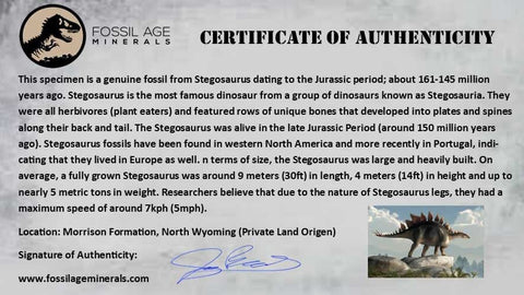 4" Stegosaurus Fossil Vertebrae Morrison FM Jurassic Age WY Dinosaur Stand COA - Fossil Age Minerals