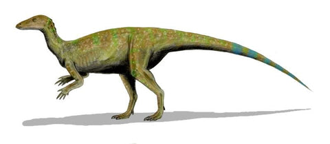 1.4" Thescelosaurus Fossil Vertebrae Bone Cretaceous Dinosaur Lance Creek WY COA - Fossil Age Minerals