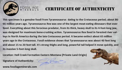 3.4" Tyrannosaurus Rex Fossil Metatarsal Bone Dinosaur Hell Creek FM  MT COA  Stand - Fossil Age Minerals