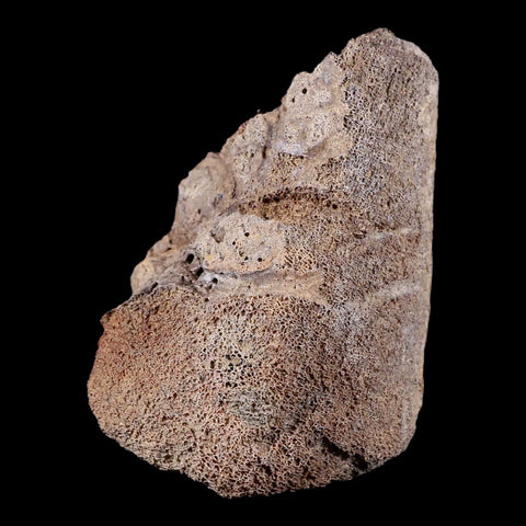 3.9" Chasmosaurus Fossil Skull Bone Judith River FM Cretaceous Dinosaur MT COA - Fossil Age Minerals