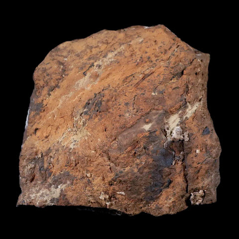 2.8" Stegosaurus Fossil Bone Morrison Formation Wyoming Jurassic Age Dinosaur COA - Fossil Age Minerals