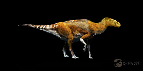 2.3" Brachylophosaurus Fossil Vertebrae Dinosaur Judith River MT COA Metal Stand - Fossil Age Minerals