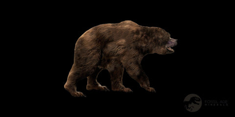 1.7" Extinct Cave Bear Ursus Spelaeus Incisor Tooth Rooted Pleistocene Age COA, Stand - Fossil Age Minerals