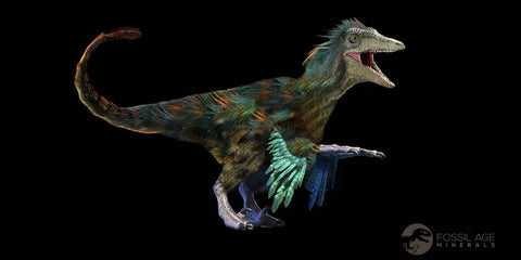 0.7" Dromaeosaurus Raptor Fossil Claw Hell Creek FM Cretaceous SD Dinosaur COA - Fossil Age Minerals