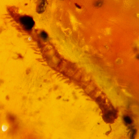 Burmese Insect Amber Diplopoda Millipede Burmite Fossil Cretaceous Dinosaur Age