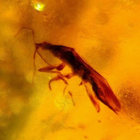 Burmese Insect Amber Heteroptera Stink Bug Fossil Bermite Cretaceous Dinosaur Era
