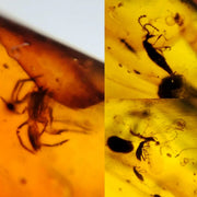 Burmese Insect Amber Spider, Beetles And Mosquito Fly Fossil Cretaceous Dinosaur Era