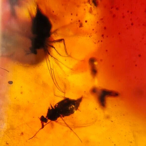 Burmese Insect Amber Diptera Flying Bugs Fossil Cretaceous Burmite Dinosaur Age - Fossil Age Minerals
