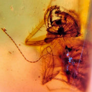 Burmese Insect Amber Rove Beetle And Roach Burmite Fossil Cretaceous Dinosaur Era