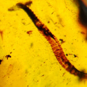 Burmese Insect Amber Diplopoda Millipede Burmite Fossil Cretaceous Dinosaur Age