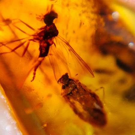 Burmese Insect Amber Unknown Flying Bugs Fossil Burmite Cretaceous Dinosaur Age