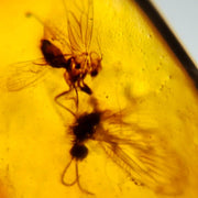 2 Two Burmese Insect Amber Lacewing Flying Bugs Fossil Cretaceous Dinosaur Era