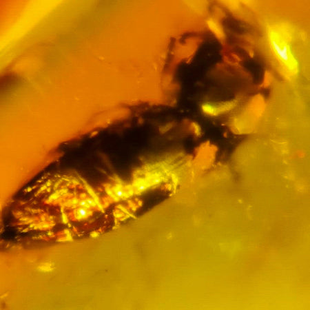 Burmese Insect Amber Coleoptera Beetle Burmite Fossil Cretaceous Dinosaur Era
